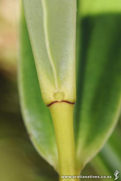 Leaf tip with sinus clearly visible.