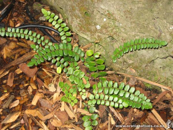 Is this Blechnum nigrum?