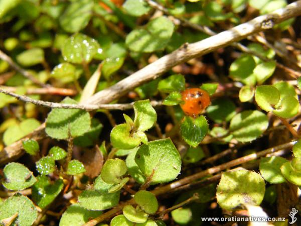 On a site near Woodhill at the edge of a raupo wetland with a manuka buffer. If you disagree with the classification let me know as there is some variation of opinion out there on these!