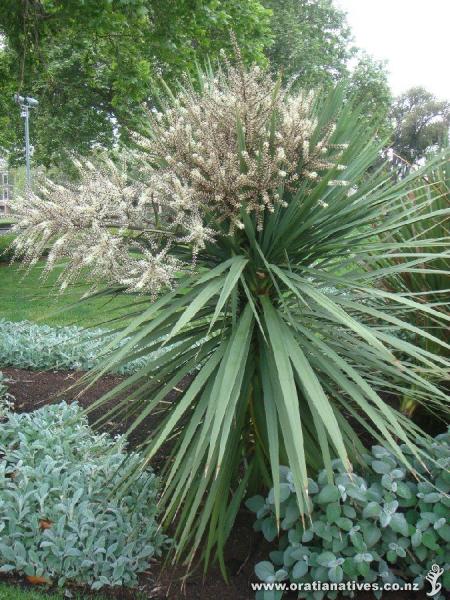 ..a Cordy in fine form at the Royal Exhibition Gardens in Melb.