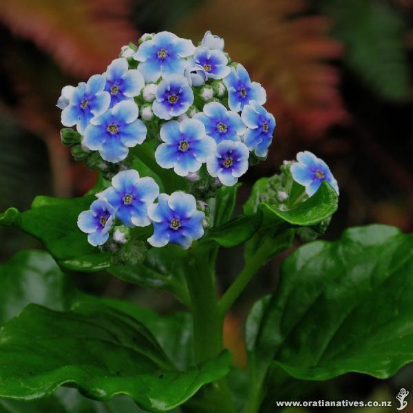 Myosotidium hortensia
