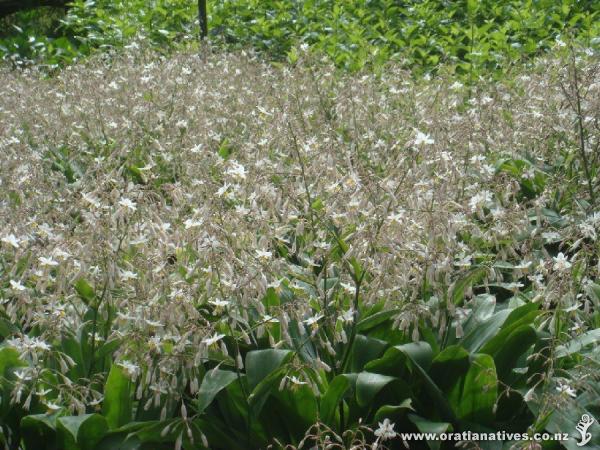 ..looks stunning in this formal en masse display at Alexandra Gardens Melb.