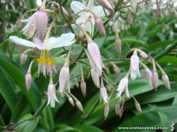 ..and another.! Flowers just seem to float.