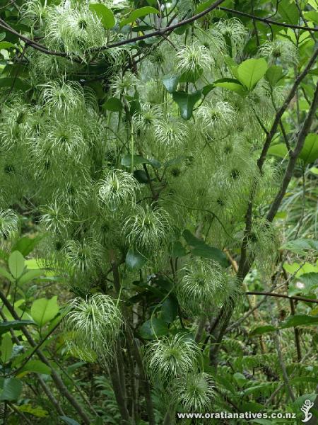 Masses of silky threads form on the female clematis prior to the development of the fluffy seed balls.This plant on the Mangawhai Clifftop Walkway was perfectly placed for photography.