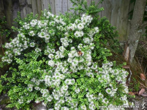 M perforata abuzz with insects. Lovely. Thanks Oratia Natives.