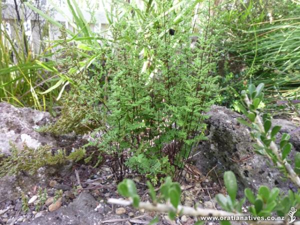 Flourishing in full sun. Thank you, Oratia Natives.