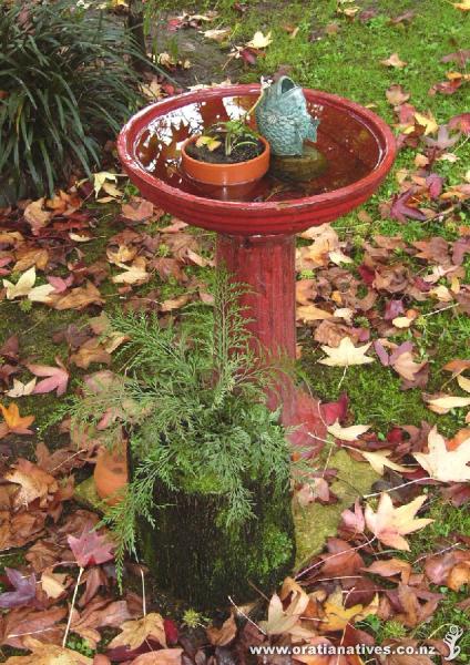 This asplenium haurakiense grows in a ponga pot under the liquid amber. I keep it moist during the summer months and away from the snails!