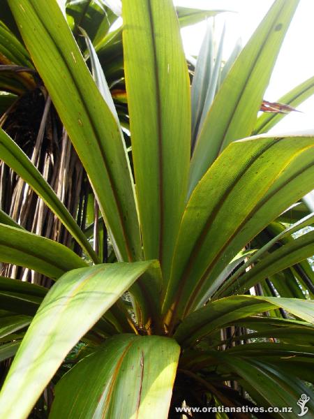 close-up of leaves showing orange midrib - Mt Climie, Upper Hutt