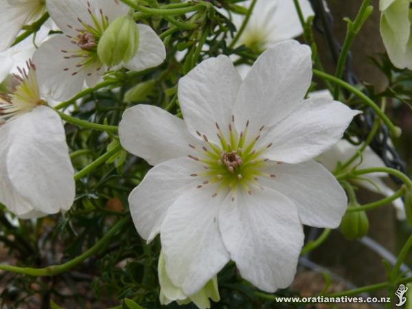 Clematis paniculata