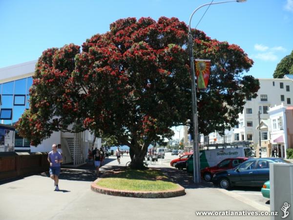 A magnificent specimen of Metrosideros excelsa growing in Wellington's Oriental Bay