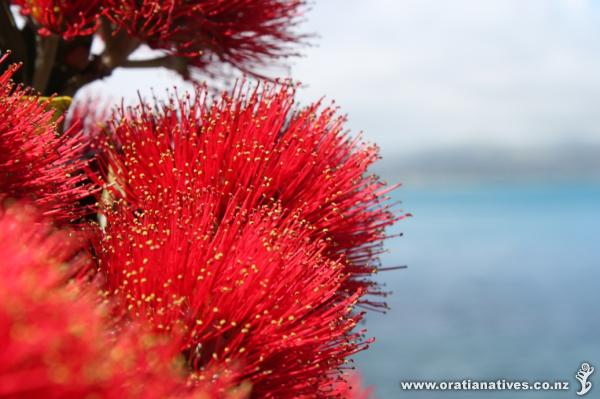 Metrosideros excelsa growing on the coast at Plimmerton north of Wellington