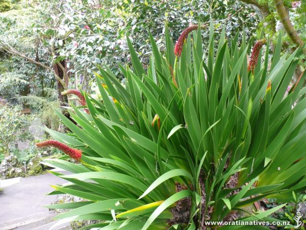 Xeronema callistemon flowering in Wellington