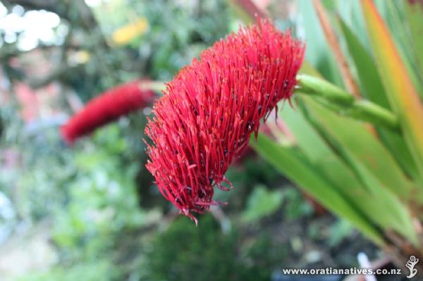 Xeronema callistemon flowering in Wellington