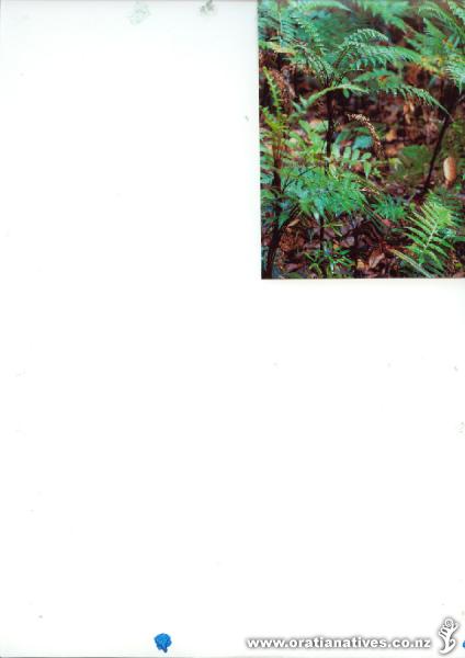 Northland forest 2008