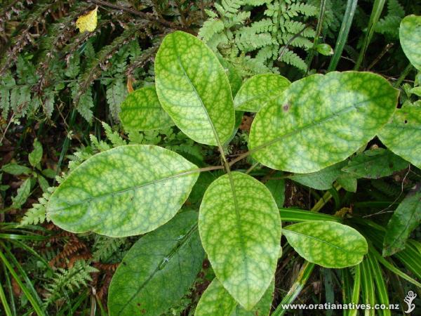 Coprosma grandifolia