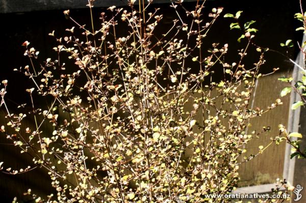 Young Coprosma arborea