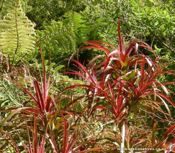 This Nae nae / Nei nei is lying on its side and these are it's branches.
It is at the top of Wairere falls .
Nei nei is used by traditional Maori as a tokotoko for a woman, this is a talking or walking stick. Grows best in higher altitudes.