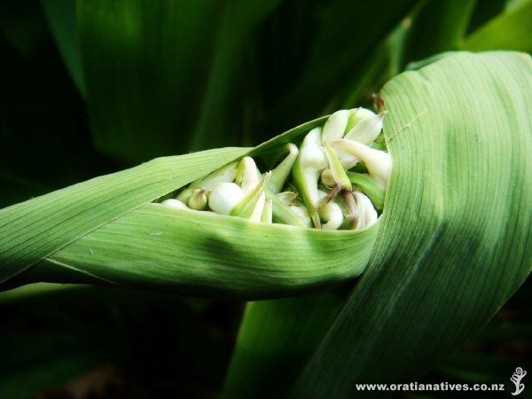 ..like emerging bird chicks in a nest, these flowers buds are about to explore first light..