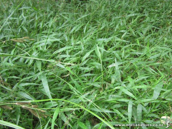 Oplismenus hirtellus in flower on Oakley Creek.