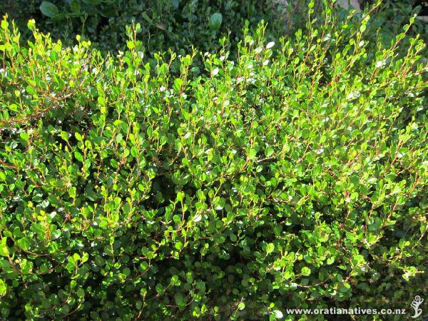 This muehlenbeckia axillaris is looking very green in the sun, and is spilling beautifully over the edge of retaining wall.