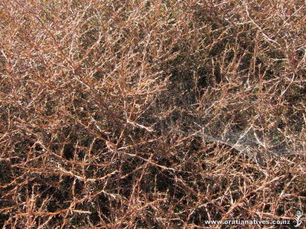 Our red rocks are successful and are providing an amazing habitat for insects.