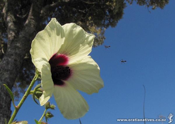 NZ Hibiscus in full bloom in late-morning (late-Feb2013). I'm pretty sure I've managed to snap two of the many NZNative Bees that were enjoying the blooms as well. From other close up photos of them and their behaviour they certainly seemed very beeezy!