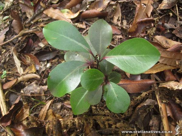 Juvenile, Whirinaki Forest