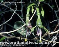 Fuchsia Perscandens