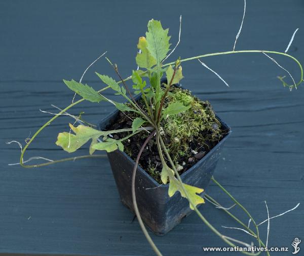 Last season's seed spike is curled around the pot.