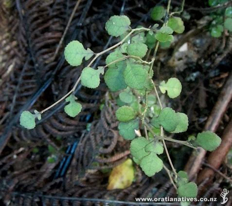 Lowtherhurst Reserve, Massey, Auckland