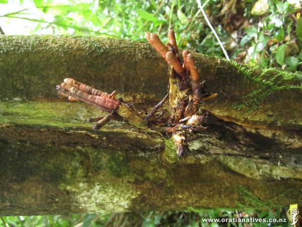 Bushglen Reserve, Browns Bay, Auckland