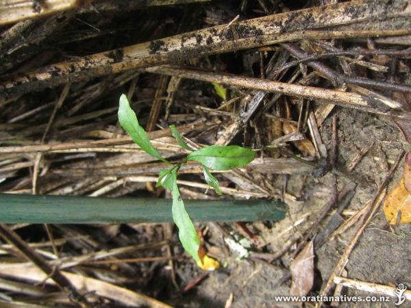 Just a baby - Bushglen Reserve, Browns Bay, Auckland