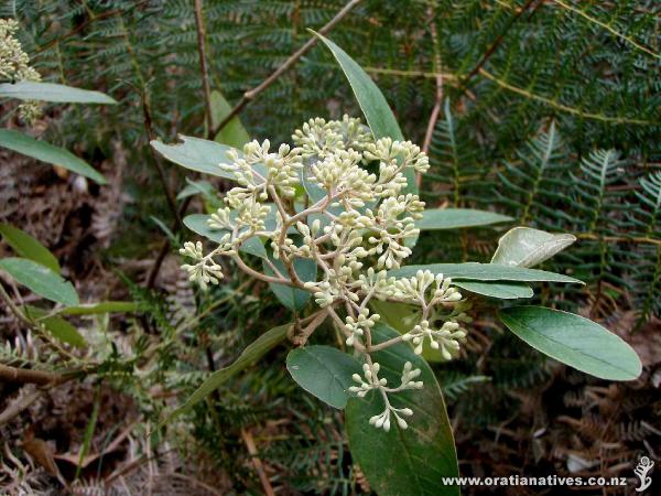 Flower bud on Oakley Creek