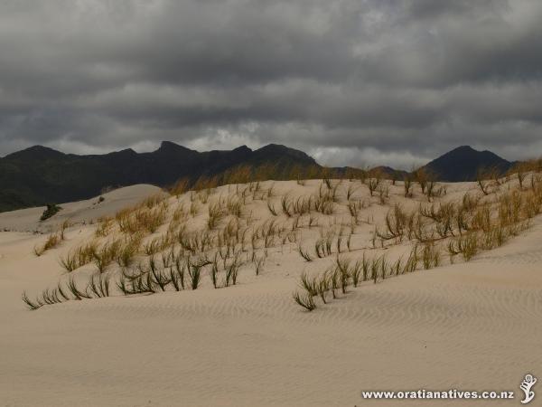 Pingao helping to stabilise the dunes on Great Barrier Island.
