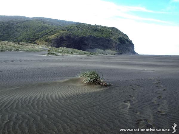 A dune in the making.