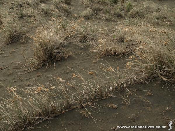 Spinifex with male flower heads.