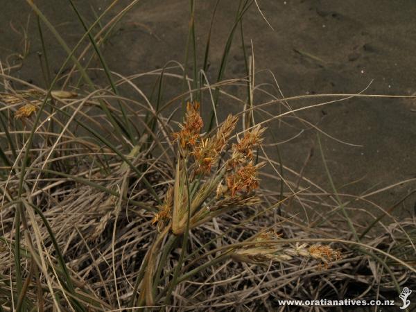 Spinifex with male flower heads.