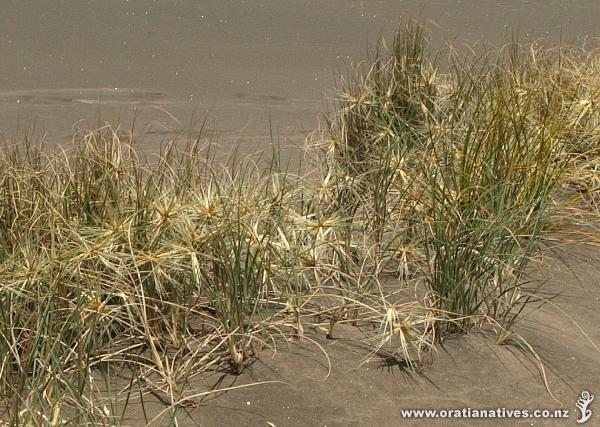 Spinifex with female flower heads.