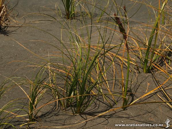 Pingao showing spiral seed-head.