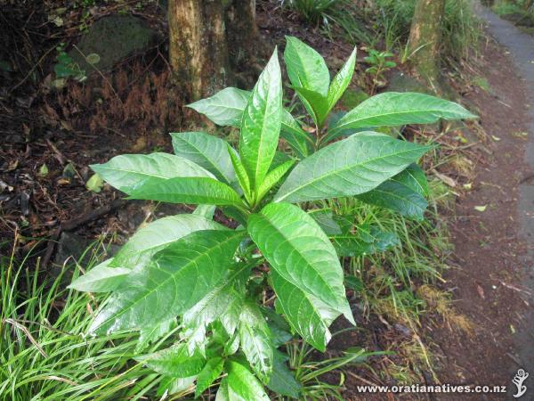 Solanum aviculare var. latifolium on Oakley Creek Walkway