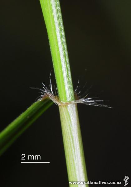 Closeup of joint with hairs.