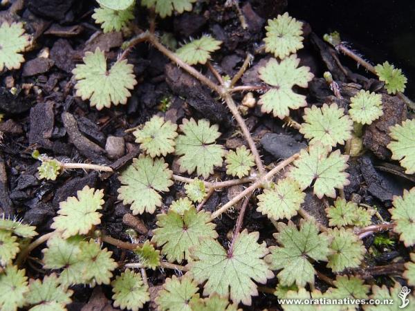 Is this Hydrocotyle dissecta?