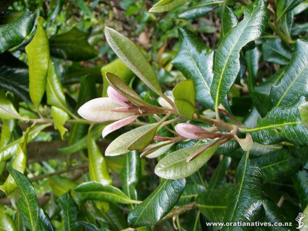 New growth on Oakley Creek