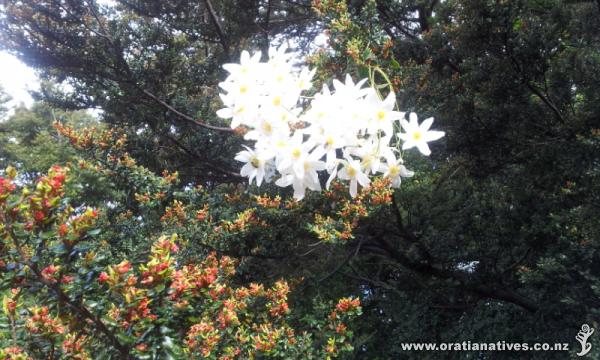 Rare photo of Clematis flowering together with Red Beech