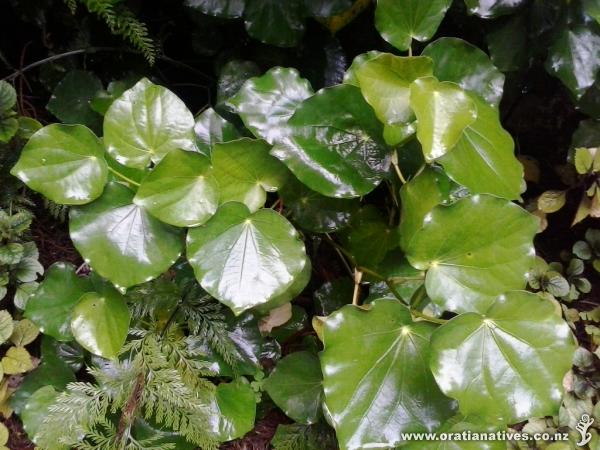 Hi Kay. Are you sure this is M. melchior? We think it looks very like M. psittacorum or peltatum.
M. Melchior normally has a crinkled or bullate leaf.
The nzpcn.org.nz website is a good source of information.