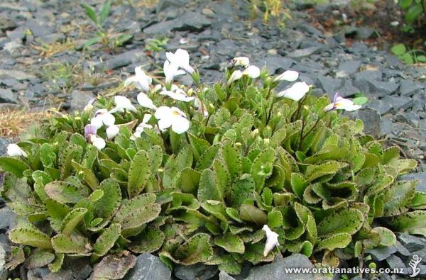 mazus radicans growing well in our gravel path.