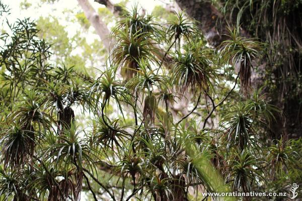 Neinei growing in the Waipoua Kauri Forest, Far North.