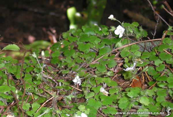 Parahebe Jovellanoides