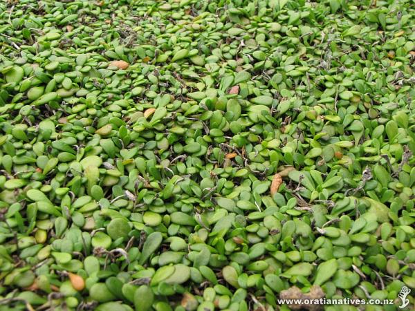 Pretty sure I've id'd this correctly - found on the banks of a small stream at Cape Egmont. Looks just like the ones I have at home (in Auckland)!