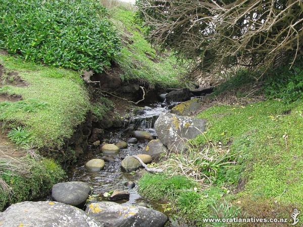 Growing very happily either side of the banks of this small stream at Cape Egmont.